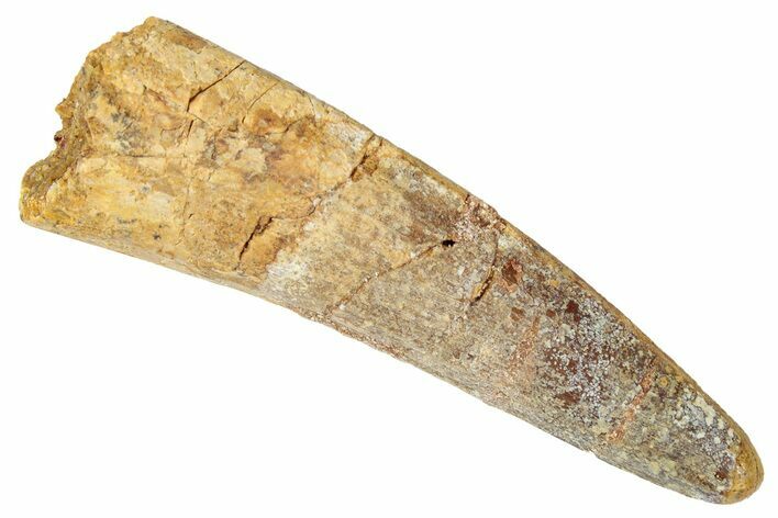 Fossil Spinosaurus Tooth - Real Dinosaur Tooth #346301